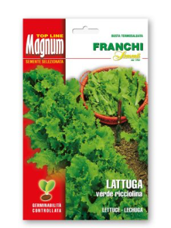 LATTUGA VERDE RICCIOLINA