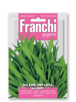 SILENE INFLATA-SCLUPIT