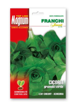 CICORIA GRUMOLO VERDE