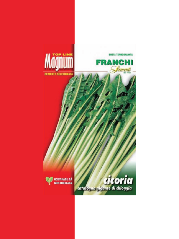 CICORIA CATALOGNA GIGANTE DI CHIOGGIA