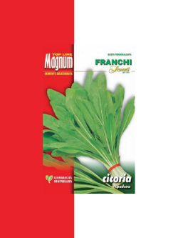 CICORIA SPADONA