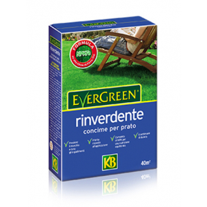 EVERGREEN RINVERDENTE
