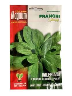 VALERIANA D'OLANDA A SEME GROSSO