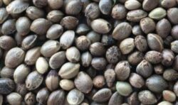Canapuccia Libanese 20kg